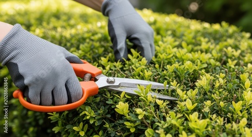 Person trimming green shrubbery with hedge shears
