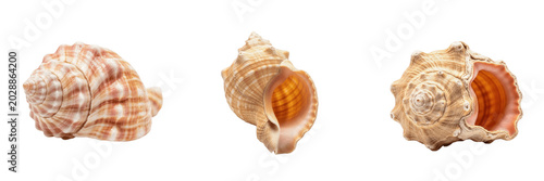 Foto Set of Isolated Seashells, Beautiful Tropical Marine Shells for Coastal Decor, S