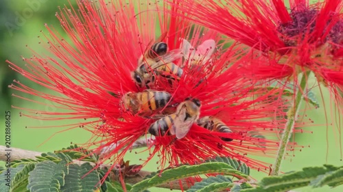 Close-up 4K footage of honey bees pollinating red powder puff flowers (Calliandra haematocephala) in Cordoba, Argentina. Tropical flowering plant with active pollinators in natural garden environment.