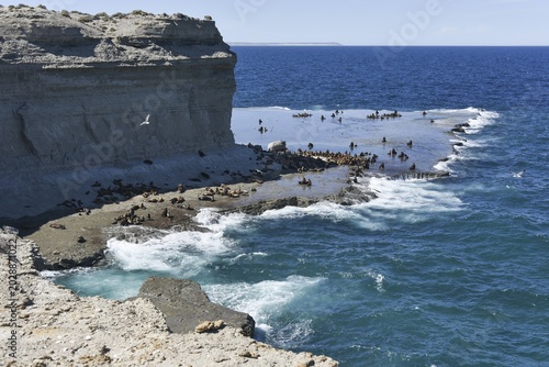 Sea lion colony (Otaria flavescens) near Puerto Pirámides, Valdes Peninsula, Patagonia, East Coast, Atlantic Ocean, Argentina