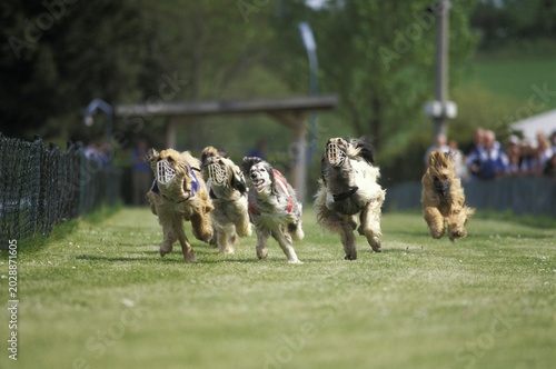 Running greyhounds