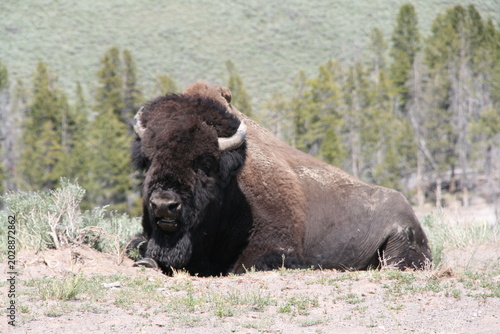 Amerikanischer Bison/Büffel