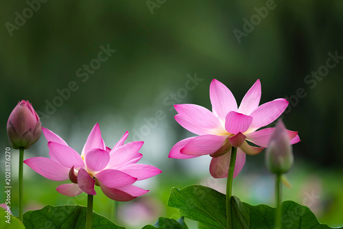 Beautiful pink lotus flowers and buds blooming with green leaves in summer