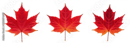 Panel kuchenny z motywem Set of Three Red Maple Leaves, Vibrant Autumn Foliage PNG Elements Isolated on White Background, Seasonal Fall Clipart for Nature and Design Projects, High-Quality Graphic Assets for Professional Use,