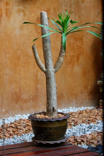 Yucca plant in a ceramic pot in a Zen rock garden with pebbles