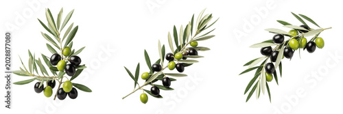 Obraz na płótnie Collection of Fresh Olive Branches with Green and Black Olives Isolated on White