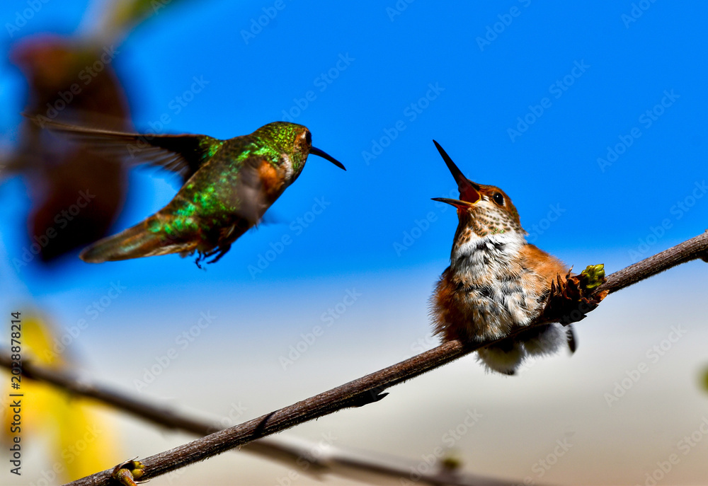 Fototapeta premium Mother Hummingbird feeding baby