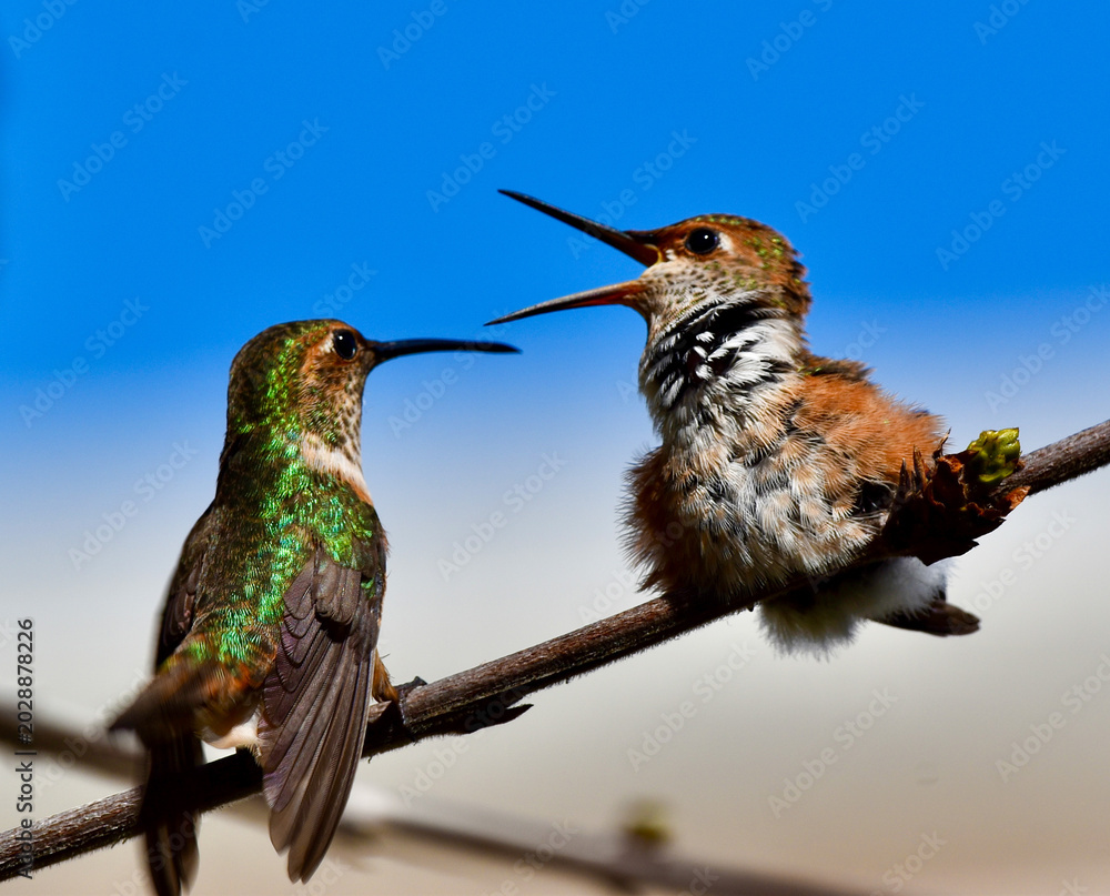 Fototapeta premium Baby Hummingbird waiting to be fed by Mother 