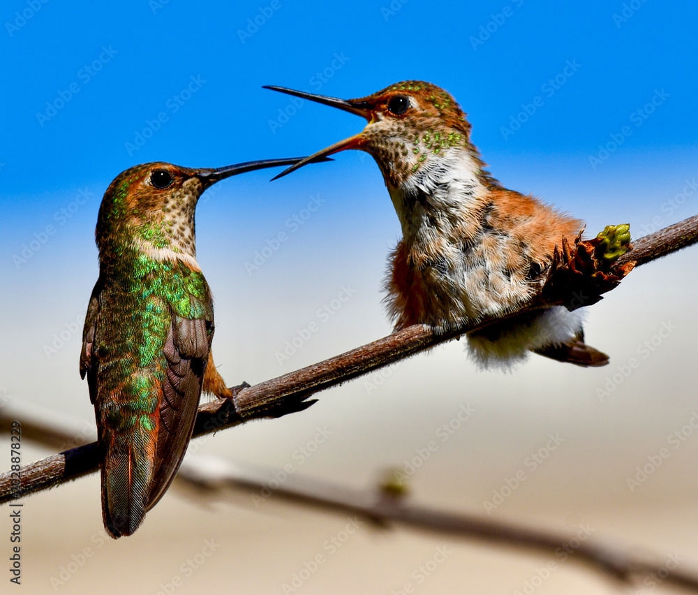 Fototapeta premium Mother Hummingbird feeding cute colorful Baby