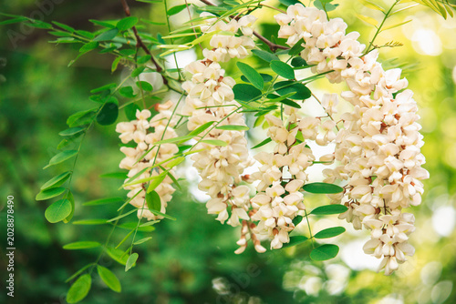 Fotografía black locust tree branch