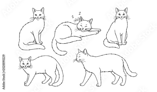 Canvas Print set of cats