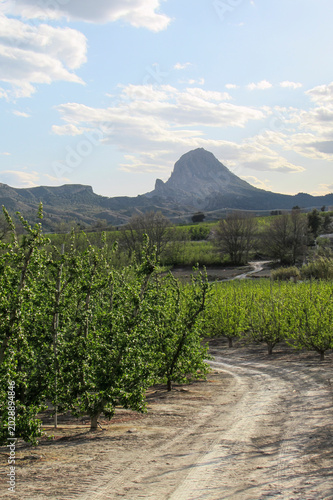 Dirt road winding through green peach orchards towards a prominent mountain peak.