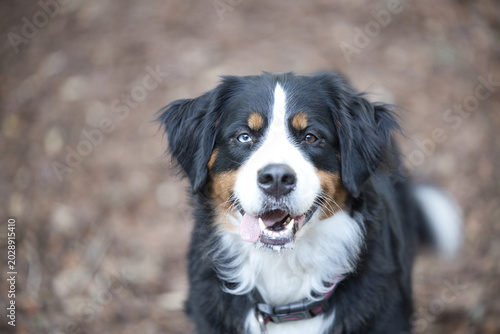 Cuadro en lienzo bernese mountain dog