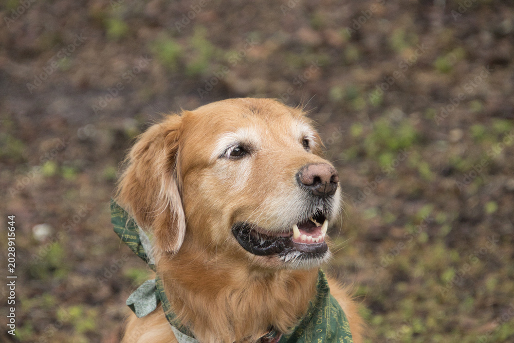 Fototapeta premium golden retriever portrait