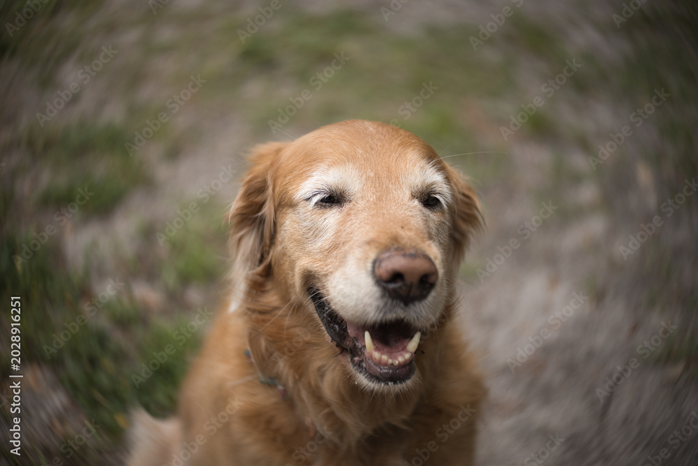 Obraz premium golden retriever dog