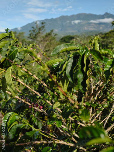 Coffee plantation with Volcán Barú in the background, Boquete, Panama