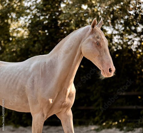 Foto A beautiful Isabella Akhal-Teke stallion walks in the paddock