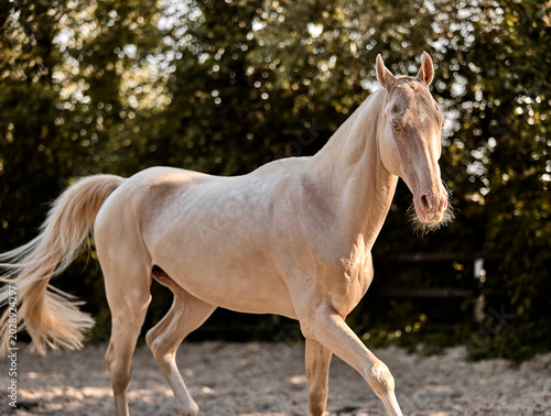 A beautiful Isabella Akhal-Teke stallion walks in the paddock