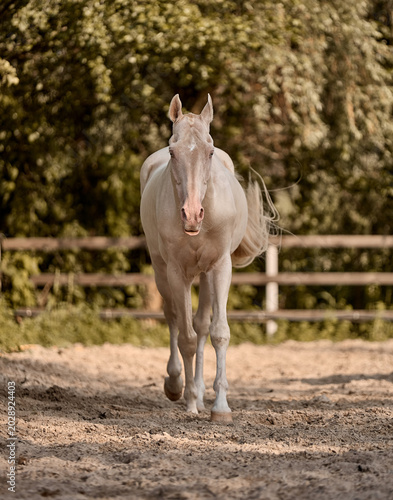 A beautiful Isabella Akhal-Teke stallion walks in the paddock