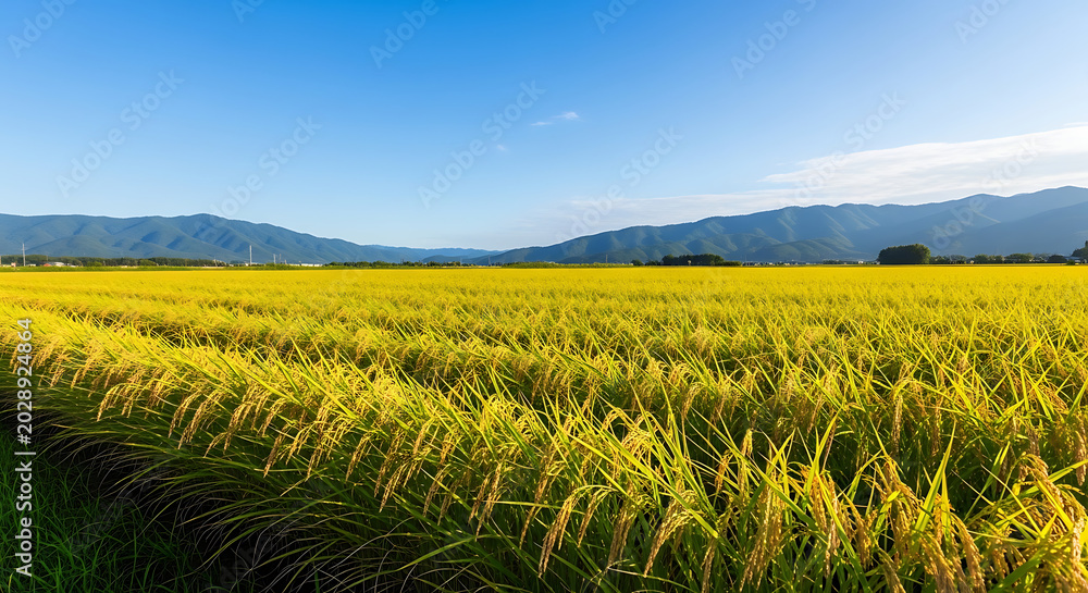 Obraz premium Lush green Japanese rice fields ready for harvest beneath a vast clear blue summer sky with copy space, showcasing rural agriculture and scenic landscape in Japan during a bright sunny afternoon.