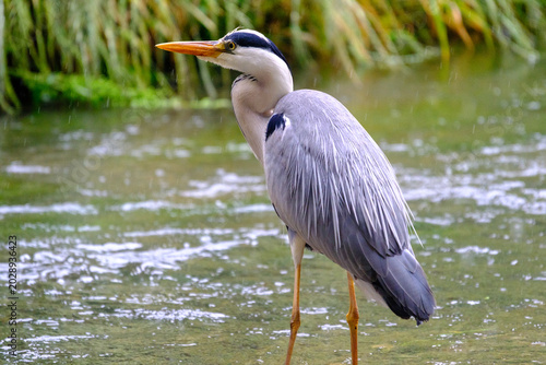Grey Heron in the Rain