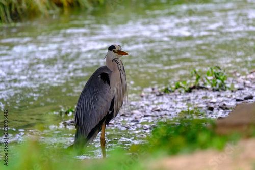 Grey Heron in the Rain
