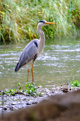 Grey Heron in the Rain