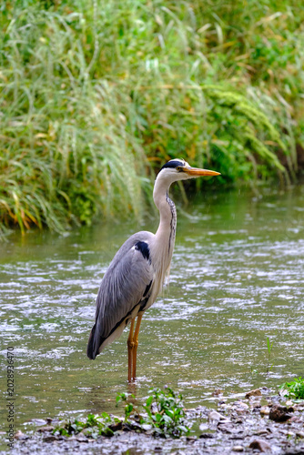 Grey Heron in the Rain