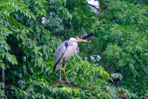 Grey Heron in the Rain