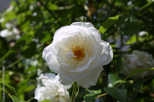 Elegant white rose close up with natural background