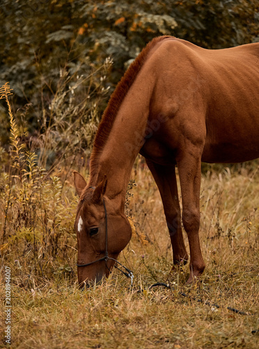 A red mare walks on the grass