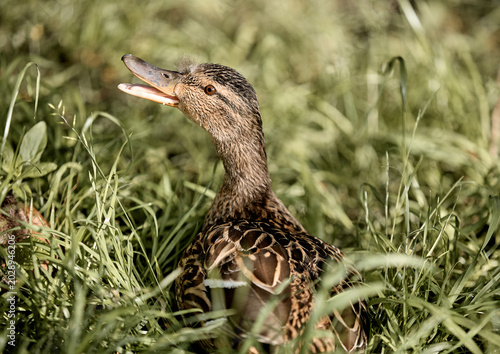 A duck is swimming in a pond