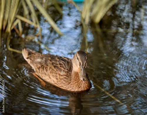 A duck is swimming in a pond