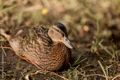 A duck is swimming in a pond