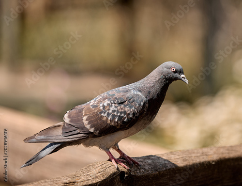 A beautiful grey dove sits on a tree