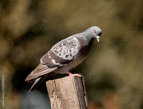 A beautiful grey dove sits on a tree