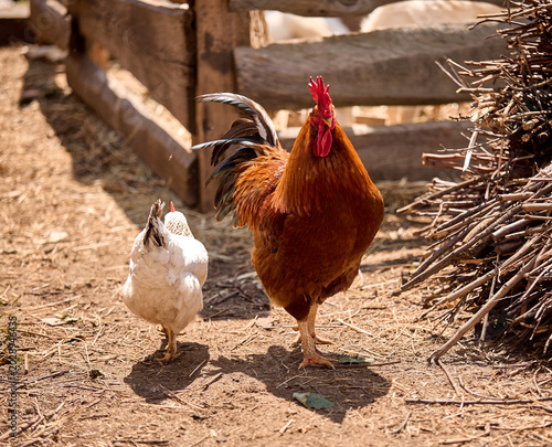A rooster walks with a hen on a farm