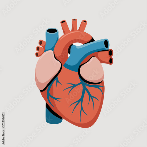Detailed illustration of human heart anatomy with vessels and chambers