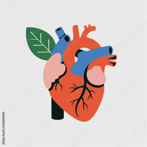 Illustration of a healthy heart with leaf and stethoscope