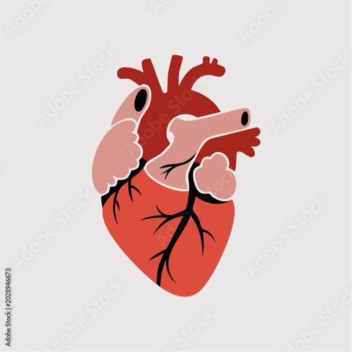 Anatomical human heart illustration with arteries and veins