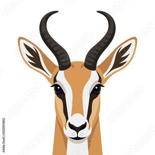 Springbok Antelope Head Portrait, African Wildlife