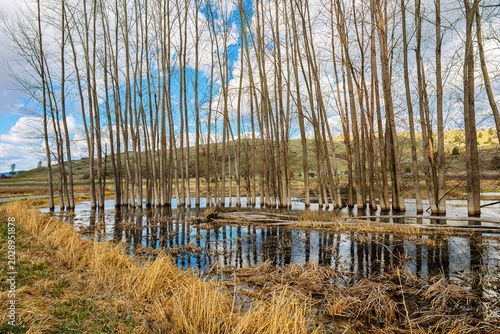фотографія A grove of poplar trees partially submerged in water at the 522 acre Saltese Fla
