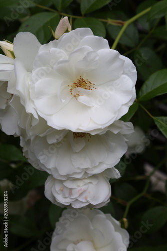 White rose floral background for wedding concept