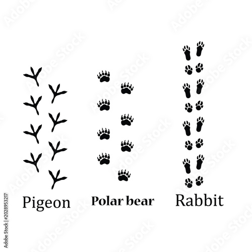Pigeon Polar Bear Rabbit Footprint Icon Set,Wildlife and Bird Track Print Vector Design
