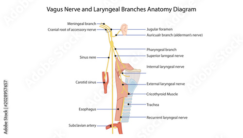 Fotografie Vagus Nerve and Laryngeal Branches Anatomy Diagram
vagus nerve showing superior and recurrent laryngeal branches supplying the pharynx and larynx
