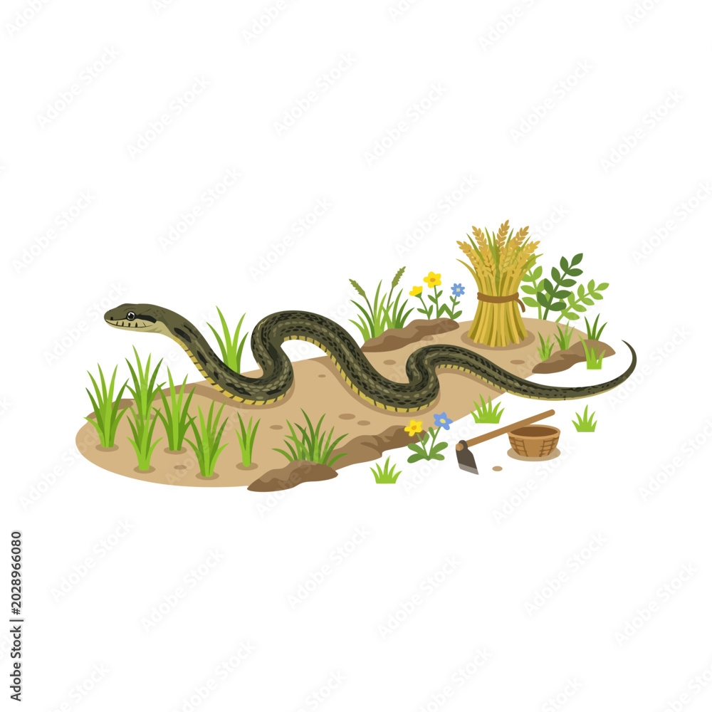 Fototapeta premium Snake in rice paddy with harvest and farming tools