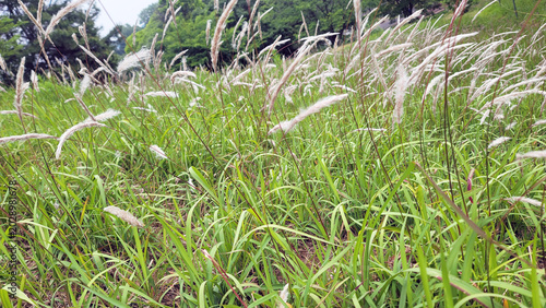 Foto イネ科の多年草・チガヤ・Imperata cylindrica／쌀과의 다년초 · 치가야 · Imperata cylindrica／Imperata cylindrica, a perennial grass belonging to the Poaceae family