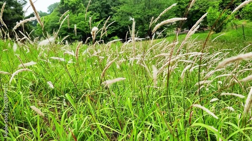 イネ科の多年草・チガヤ・Imperata cylindrica／쌀과의 다년초 · 치가야 · Imperata cylindrica／Imperata cylindrica, a perennial grass belonging to the Poaceae family.