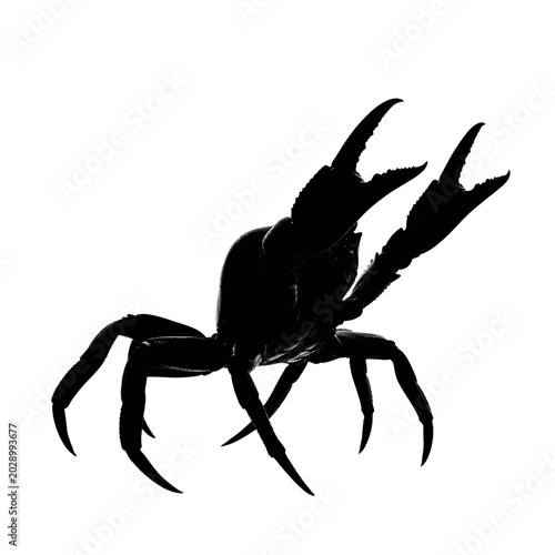 Quadro su tela Silhouette of a crab with large claws raised in a defensive or aggressive stance, isolated on a white background