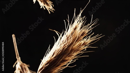 Close-Up of Dried Wheat Stalks Against Black Background
